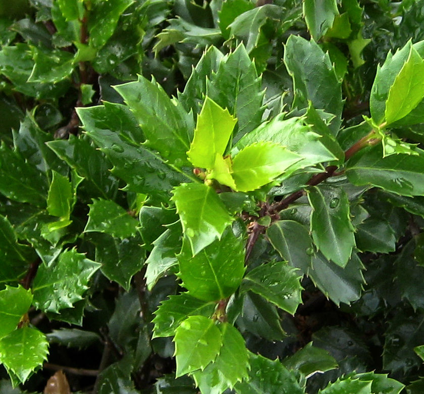 Blue Prince Holly (Male) Natorp's Online Plant Store